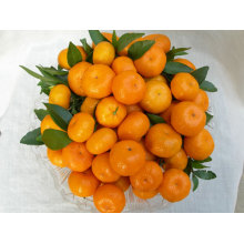 Top Quality for Yellow Navel Orange